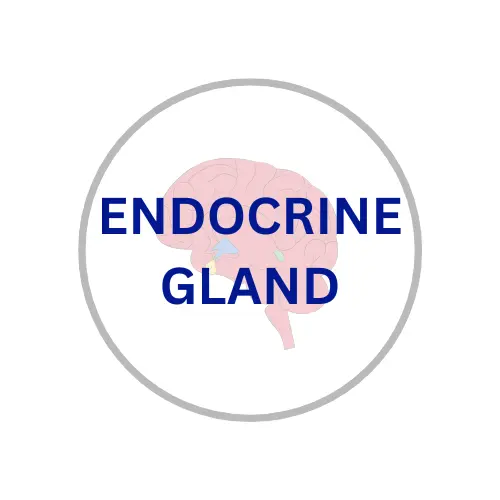 Endocrinologist